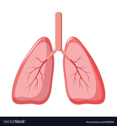 cartoon lungs|lungs cartoon clip art images.